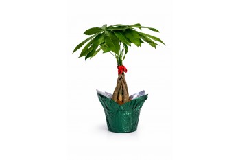 Pachira (Money Tree) - 4" with Cover